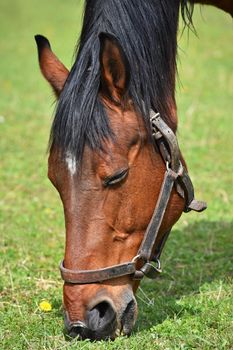 Animal on the grass. Beautiful horses grazing freely in nature.