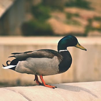 Mallard. Wild duck on the shore of a pond. Male-duck. (Anas platyrhynchos)