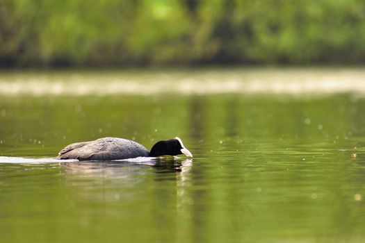 A beautiful black wild duck floating on the surface of a pond (Fulica atra, Fulica previous)