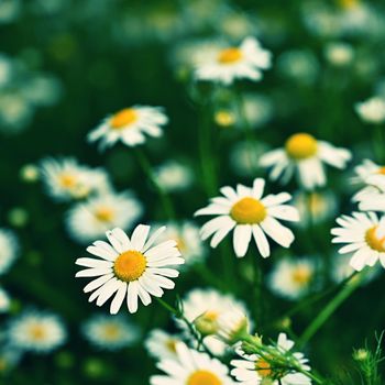 Beautiful flowers - daisies. Summer nature background with flowers.