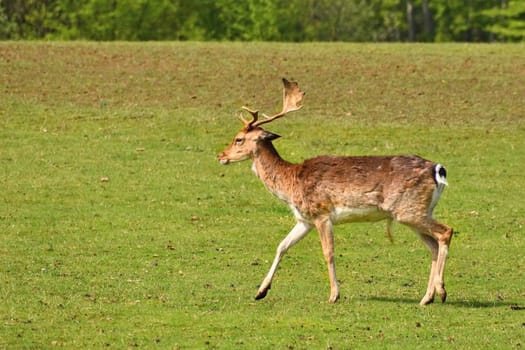 Fallow - fallow deer. (Dama dama ) Beautiful natural background with animals. Sunset. 