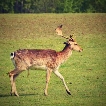 Fallow - fallow deer. (Dama dama ) Beautiful natural background with animals. Sunset. 