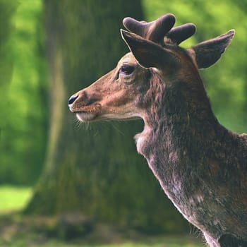 Fallow - fallow deer. (Dama dama ) Beautiful natural background with animals. Forest and sunset. Brno - Czech Republic - Europe. Animal - nature