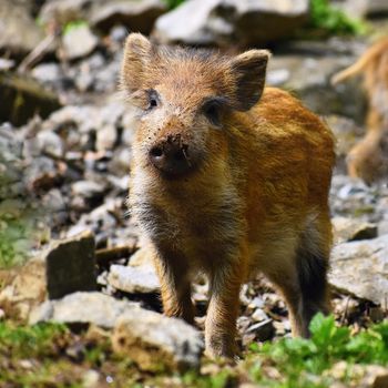 Animal - wild boar in the wild. Young bears playing in nature. (Sus scrofa)