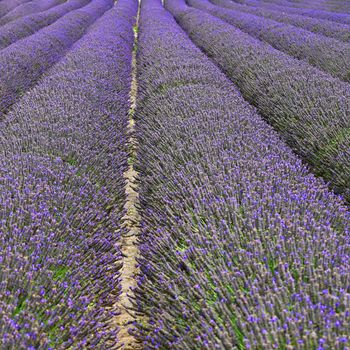 Lavender. Beautifully blooming violet plant - Lavandula angustifolia (Lavandula angustifolia)