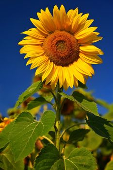 Sunflower. Beautiful yellow blooming flower with blue sky. Colorful nature background for summer season. (Helianthus)