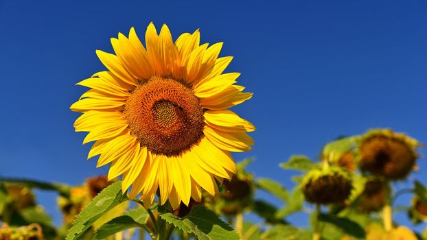 Sunflower. Beautiful yellow blooming flower with blue sky. Colorful nature background for summer season. (Helianthus)