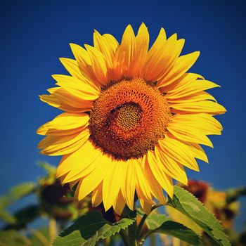 Sunflower. Beautiful yellow blooming flower with blue sky. Colorful nature background for summer season. (Helianthus)