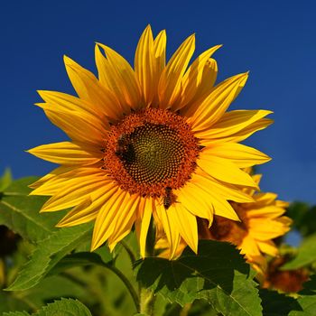 Sunflower. Beautiful yellow blooming flower with blue sky. Colorful nature background for summer season. (Helianthus)