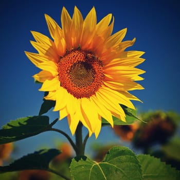 Sunflower. Beautiful yellow blooming flower with blue sky. Colorful nature background for summer season. (Helianthus)