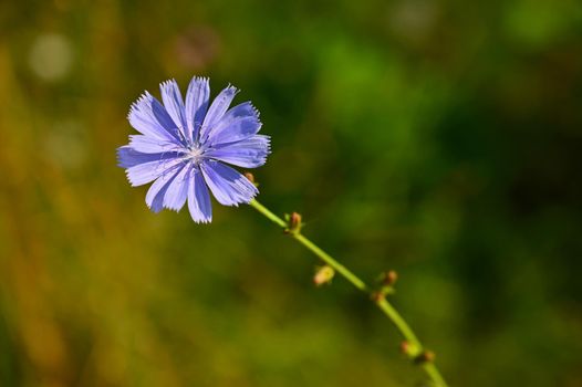 Bright flowers of chicory. Background for summer landscape. (Cichorium intybus)