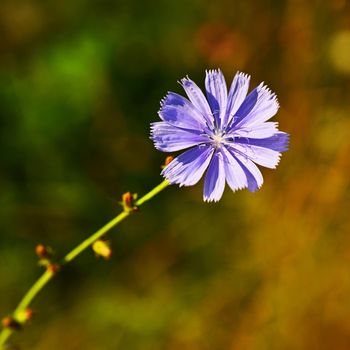 Bright flowers of chicory. Background for summer landscape. (Cichorium intybus) Healing herbs.