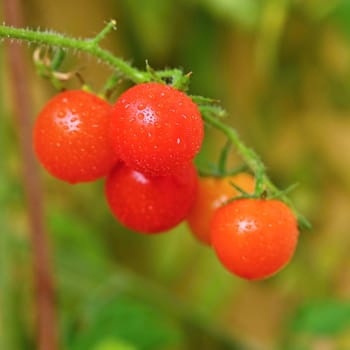 Beautiful small cherry fresh tomatoes. Healthy vegetables - organic food.