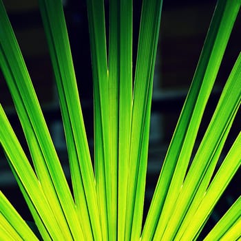 Beautiful fresh green nature background. Green leaves of a palm tree