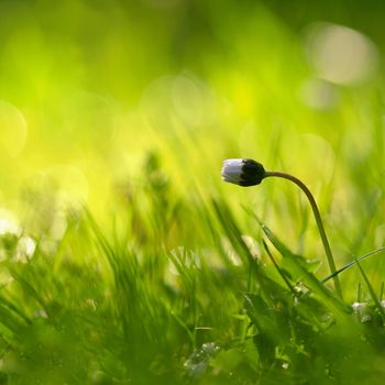 Beautiful natural background of green grass and daisy flower with sun. Springtime. Seasonal concept for spring and morning in nature.