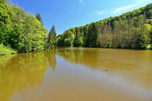 Beautiful nature background with landscape. Pond near the forest in a sunny day in the summer season.