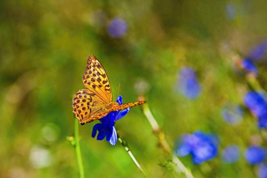 Beautiful nature background with butterfly and flowering meadow.