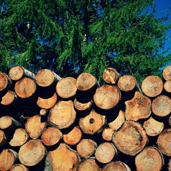 Logs of wood. Abstract nature background with wood in the forest.