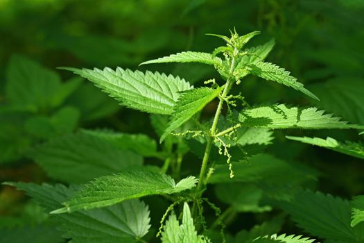 Beautiful nettle in nature with sun. (Urtica dioica)