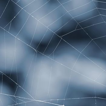 Beautiful background with spider web. Macro shot.