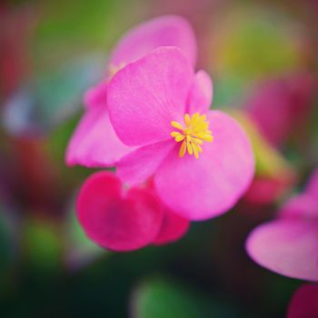 Pink flowers of everblooming begonia in flowerbed. 
 (Begonia semperflorens)