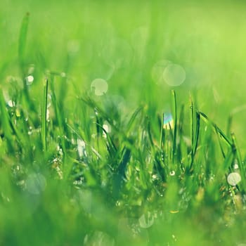 Nature - dew in the grass. Fresh green concept and abstract colorful background.