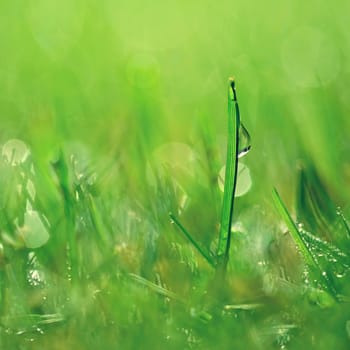 Spring nature. Dew in the grass. Fresh green concept and abstract colorful background.