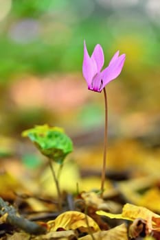 Beautiful pink plant in the forest. Natural colorful background. (Cyclamen purpurascens)