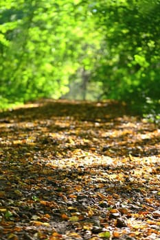 Colorful foliage in the autumn park. Concept for colorful seasonal nature background in autumn time.