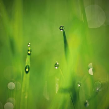 Nature - dew in the grass. Fresh green concept and abstract colorful background.