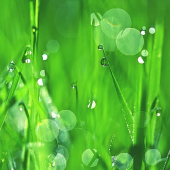 Nature - dew in the grass. Fresh green concept and abstract colorful background.