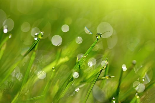Spring nature. Dew in the grass. Fresh green concept and abstract colorful background.