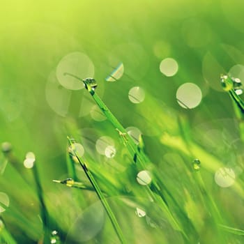 Spring nature. Dew in the grass. Fresh green concept and abstract colorful background.