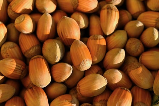 Background with hazelnuts. Healthy autumn nuts.