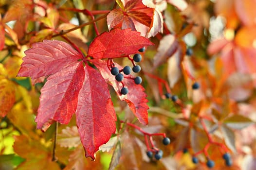 Beautiful colorful autumn leaves on tree. Colorful nature background and concept for autumn season.