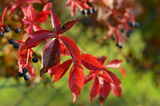 Beautiful colorful autumn leaves on tree. Colorful nature background and concept for autumn season.