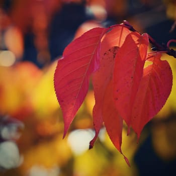 Autumn background. Beautiful colorful leaves of trees in nature. Autumn time.