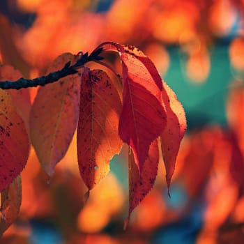 Autumn background. Beautiful colorful leaves of trees in nature. Autumn time.