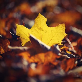 Autumn background. Beautiful colorful leaves of trees in nature. Autumn time.