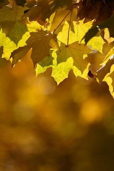 Autumn background. Beautiful colorful leaves of trees in nature. Autumn time.