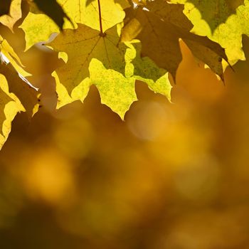 Autumn background. Beautiful colorful leaves of trees in nature. Autumn time.