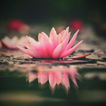 Flower. Beautiful blooming water lily on the water surface. Natural colorful blurred background. (Nymphaea)
