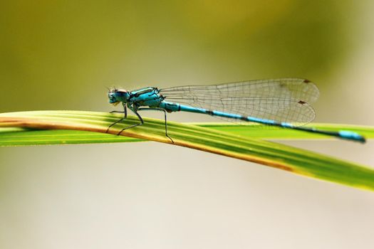 Beautiful dragonfly. Macro shot of nature. Libellula depressa. Insects close up.
