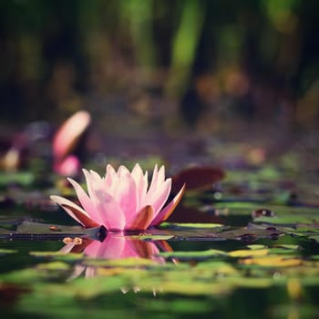 Flower. Beautiful blooming water lily on the water surface. Natural colorful blurred background. (Nymphaea)