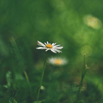 Beautiful blooming daisies in spring meadow.Abstract blurred background. Springtime. Photos old lens.