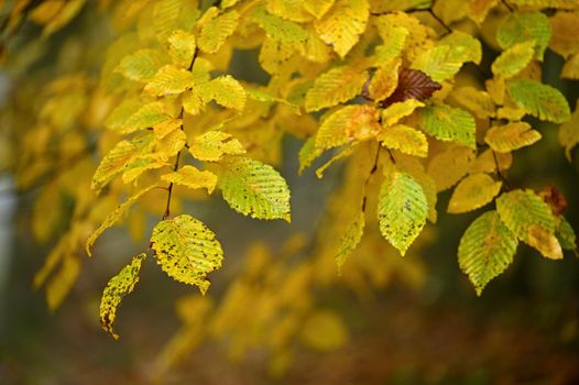 Autumn background. Beautiful colorful leaves of trees in nature. Autumn time.