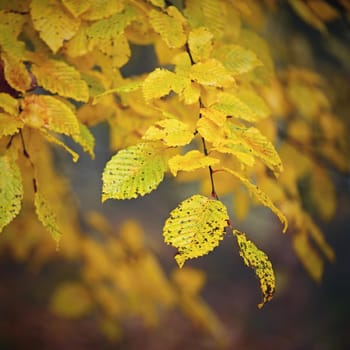 Autumn background. Beautiful colorful leaves of trees in nature. Autumn time.