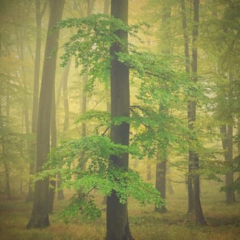 Autumn forest. Natural colorful background with trees and fog in the forest ..