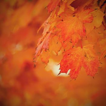 Autumn background. Beautiful colorful leaves of trees in nature. Autumn time.