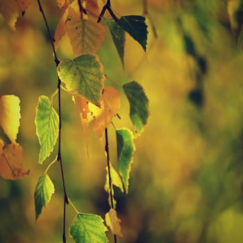 Autumn background. Beautiful colorful leaves of trees in nature. Autumn time.